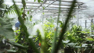 亞馬遜瘋了！7年砸250億，把熱帶雨林“搬進”辦公室